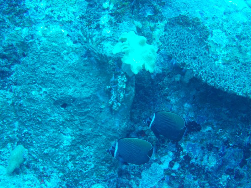 Two Butterfly fish