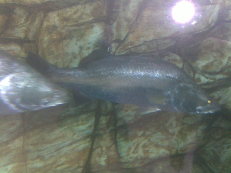 The Famous Barramundi fish