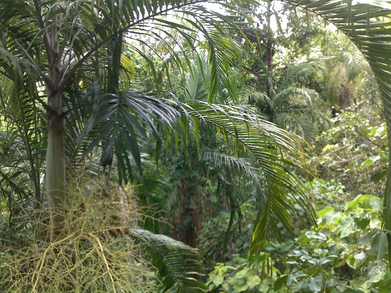 Proper rainforest @ wangi