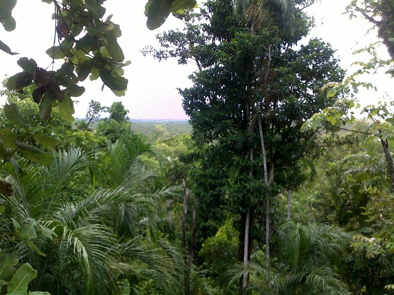 More rainforest @ wangi