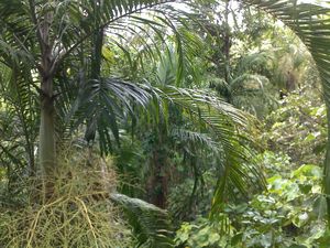 Proper rainforest @ wangi