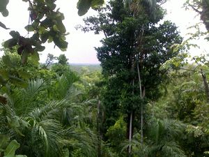 More rainforest @ wangi