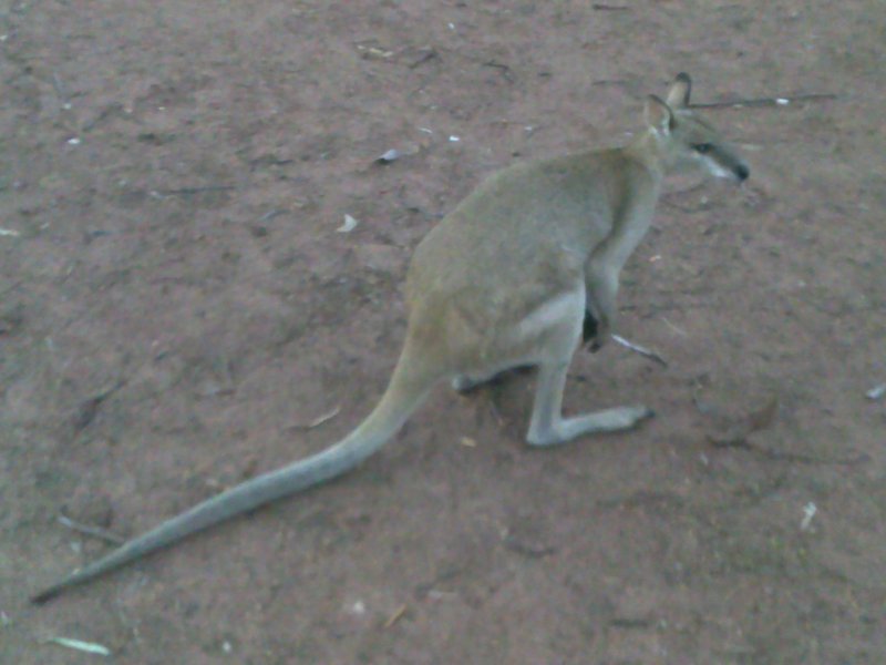 Wallaby came for a snack