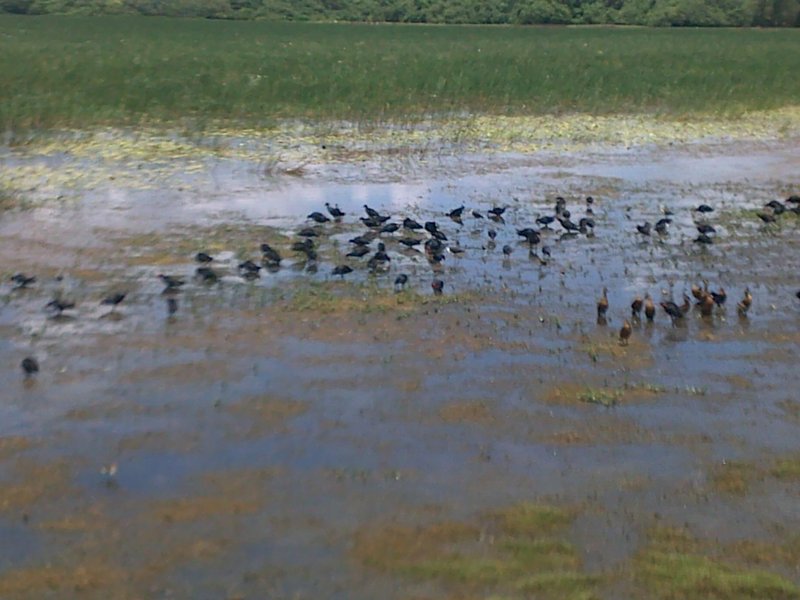 Wetlands in kakadont