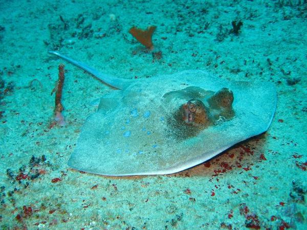 Blue Spotted Ray Similan Islands