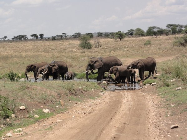 elephant road block
