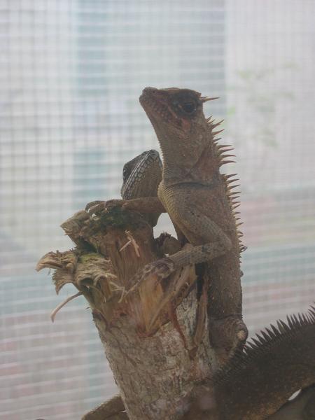 Lizard on a stick, Cameron Highlands