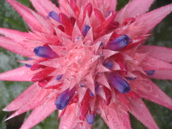 Cactus Flower, Cameron Highlands