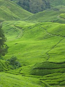 Solitary tea picker, Cameron Highlands