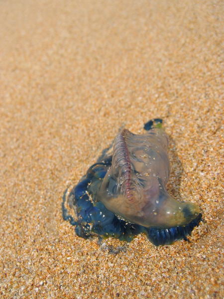 Jellyfish, Manly, North of Sydney