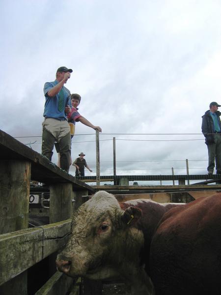'$1,000 dollars for this raging bull', Morrinsville Cattle Auctions