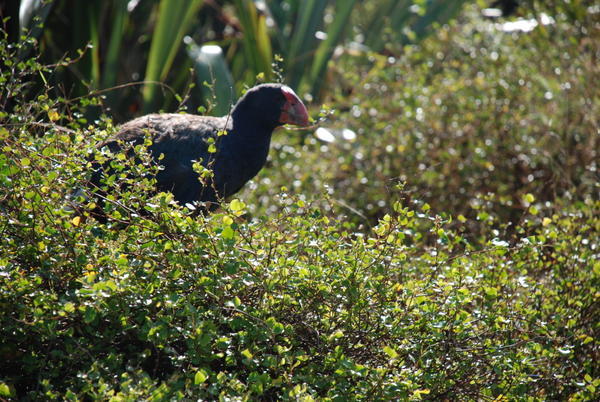 Jurrasic Beast (Actually, Takahe), Tiritiri Wildlife Sanctuary