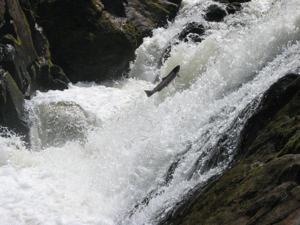 Salmon leaping, Banchory