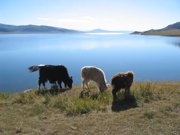Calves, White Lake, Mongolia