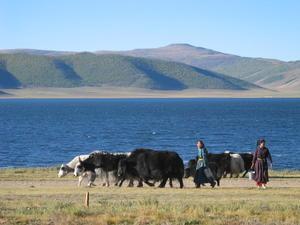 Rush Hour, White Lake, Mongolia