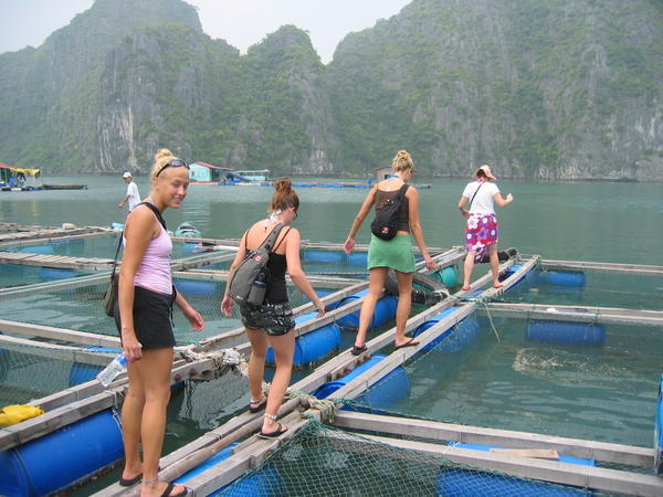 Canadians (and Abbie) at the Fish Farm, Halong Bay