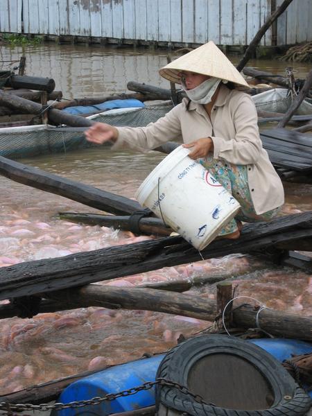 Feeding frenzy at the Fish Farm, Mekong