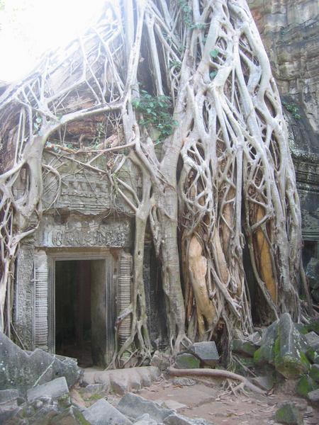 Rooted Doorway, Ta Prohm