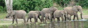 Elephants Chobe, Botswana
