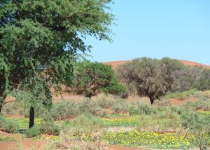 Sossusvle-Namibia 054