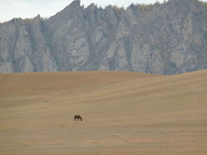 lonely horse in mongolia