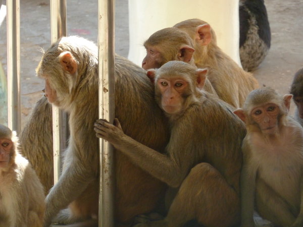 monkeys at mt popa