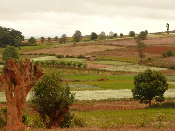 kalaw landscape