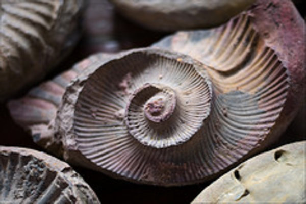 Fossils in Guane