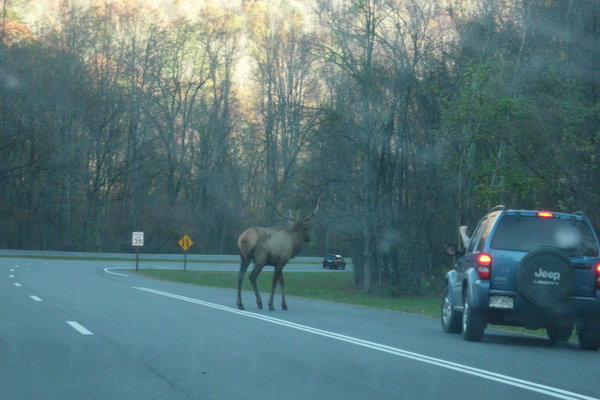 Traffic in the Smokey Mts