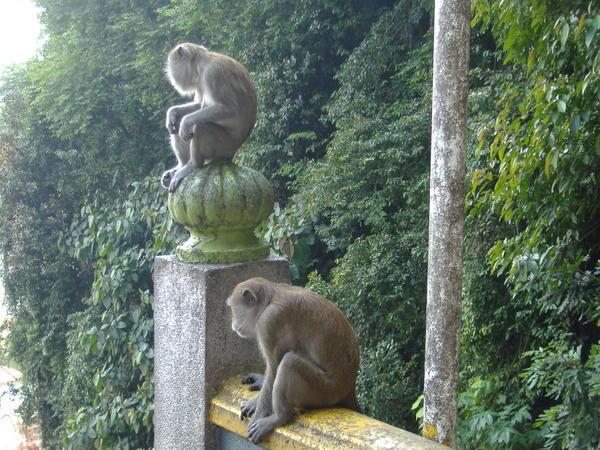Cheeky monkeys on the steps up to the Batu Caves