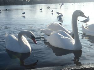 Pretty Swans