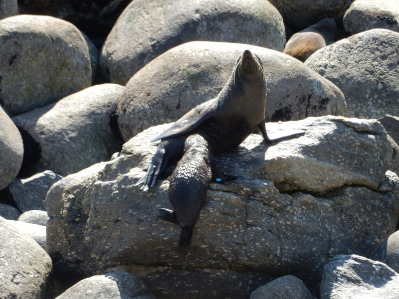 Fur Seals at Tauranga Bay