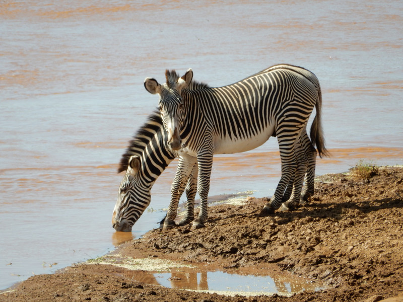 Zebras at the Water Hole