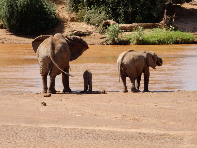 Elephants chilling by the River