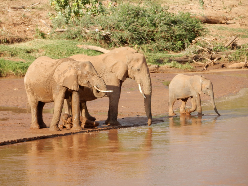Elephants at the River
