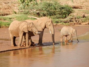 Elephants at the River
