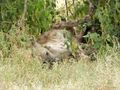 Hyena having a siesta...
