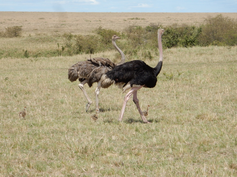 Ostrich Family...