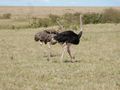 Ostrich Family...
