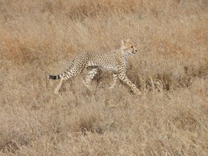 Younger cheetah...