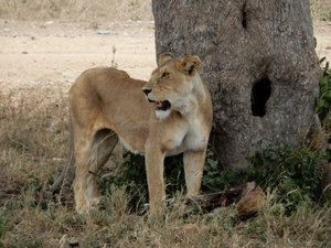 Lioness and Lunch