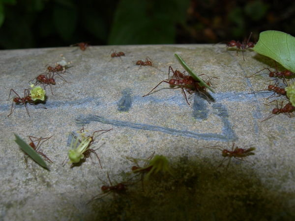 Leaf Cutter Ants I