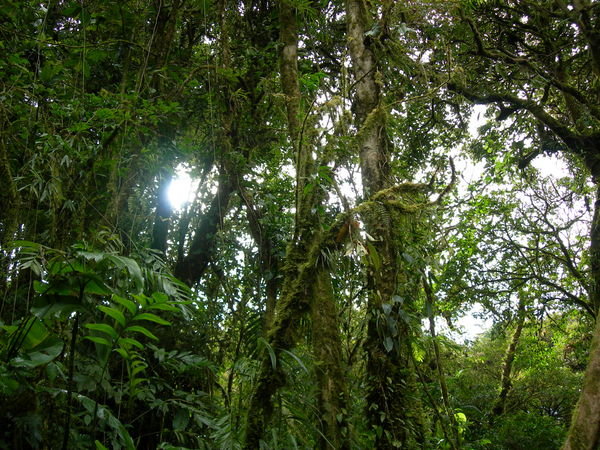 Rainforest II