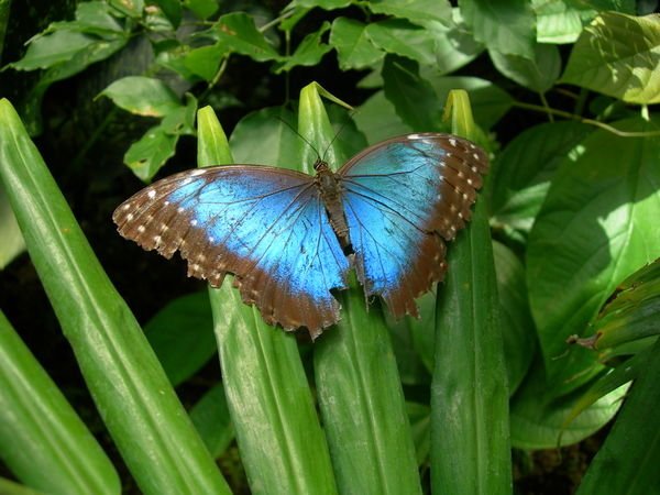 Butterfly Garden II
