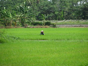 Rice paddy II
