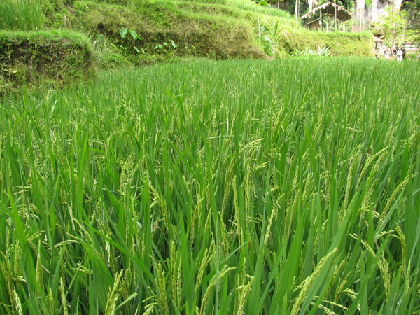 Rice Paddy II