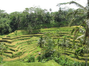 Rice Paddy Valley