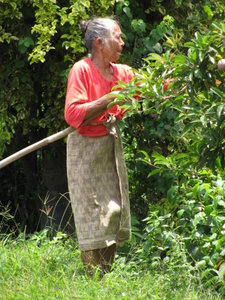 Woman picking fruit...