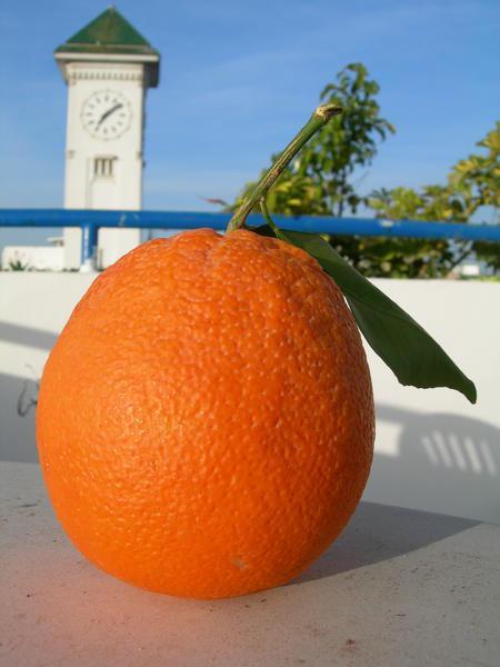Orange on Terrace