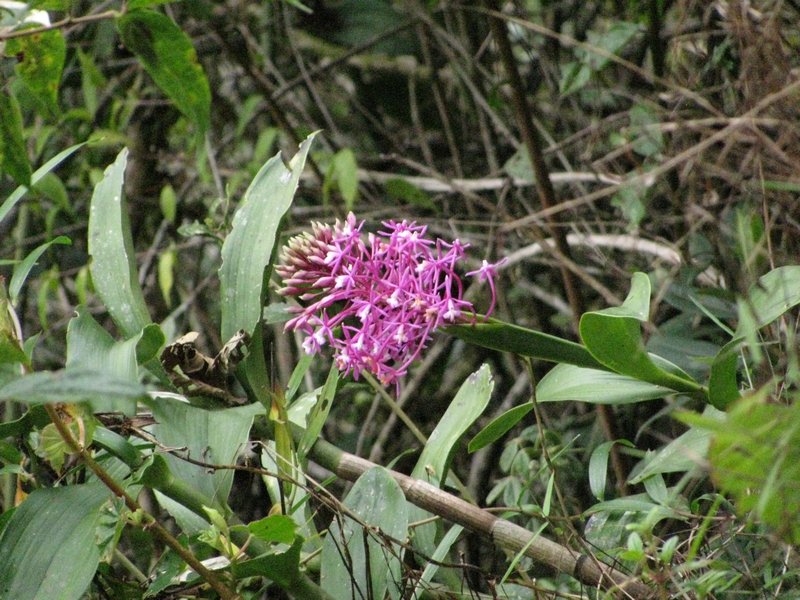Flower II